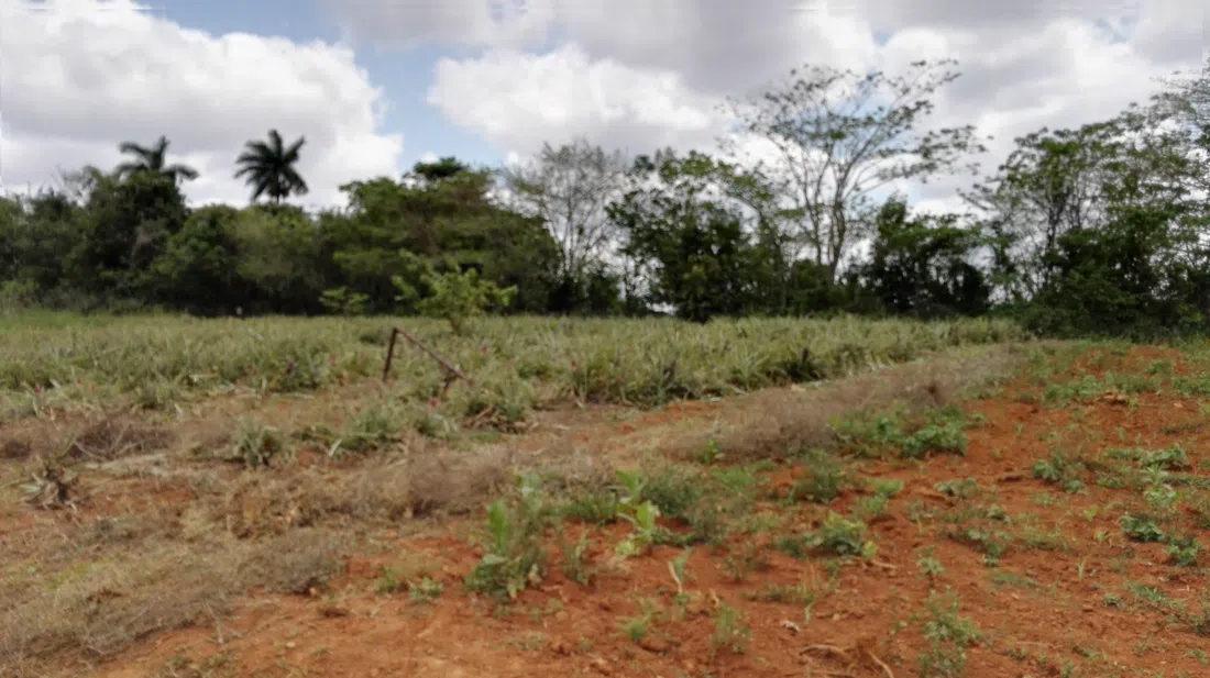 Finca Raúl Reyes, Havana