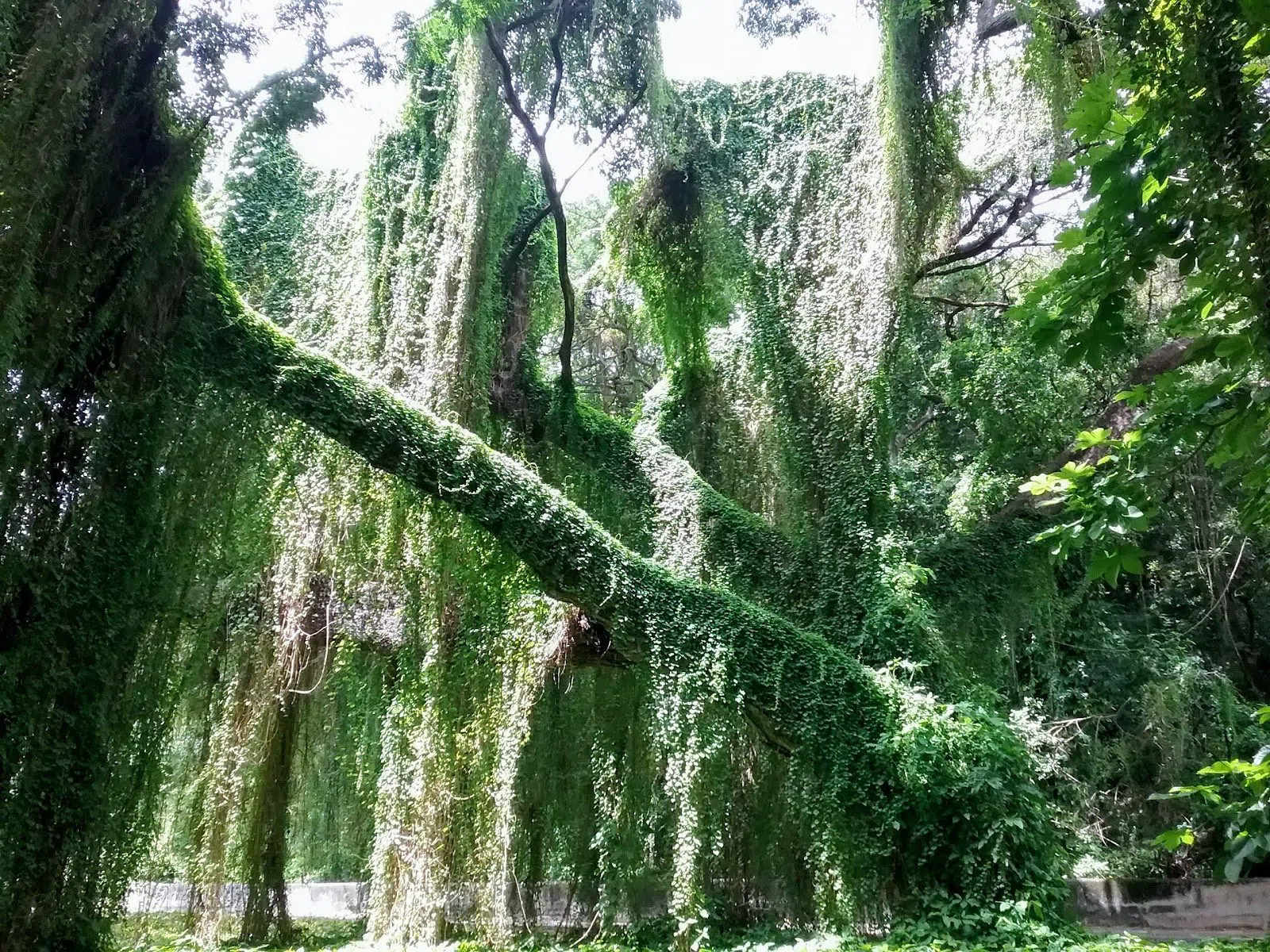 Walking Havana's Almendares river park and Kohly forest